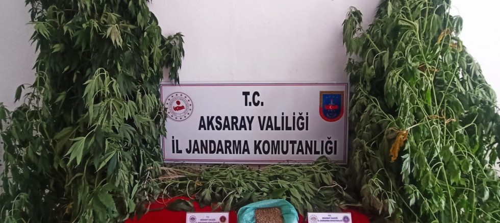 Jandarma 54 kök kenevir bitkisi ve  tohumu ele geçirdi