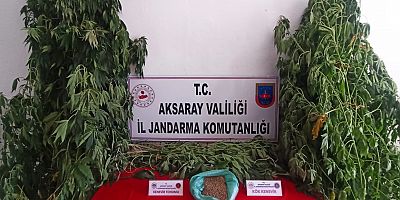 Jandarma 54 kök kenevir bitkisi ve  tohumu ele geçirdi