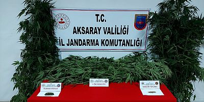 Jandarma, yasadışı kenevir ekimi yaptığı tespit edilen şahsı yakaladı 
